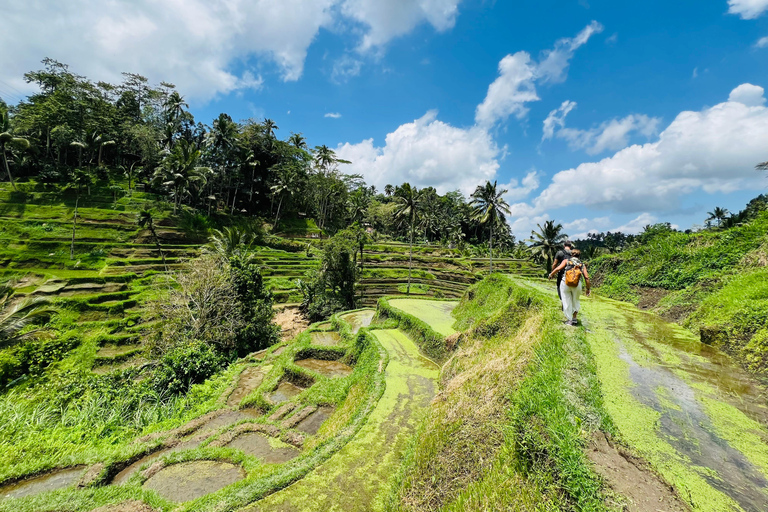 Ubud privato: Cascate, tempio dell&#039;acqua, terrazza di risoTour di un giorno (10-12 ore di tour), escluse le tariffe dei biglietti d&#039;ingresso