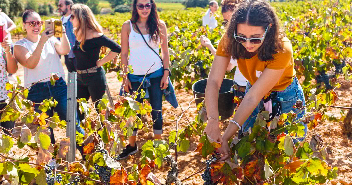 Valencia Winery Visit with Vineyard Tour & Wine Tasting GetYourGuide