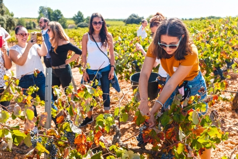 Valencia: bezoek aan wijnmakerij met wijngaardtour en wijnproeverij