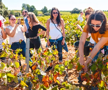 Valencia: visita a bodega con tour de viñedos y cata de vinos