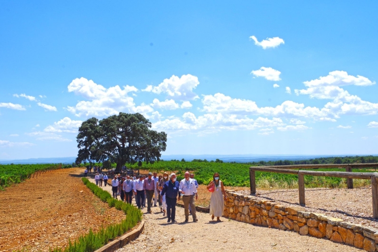 Valencia: visita a bodega con tour de viñedos y cata de vinos