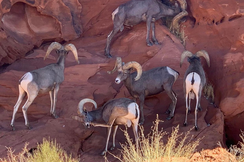 Las Vegas: visite du parc d&#039;état Valley Of FireVisite privée