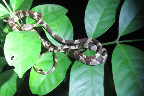 Puerto Maldonado: Tambopata Lago Sandoval 4-day expedition Puerto Maldonado: Tambopata Lago Sandoval 4-day expedition (best tour)