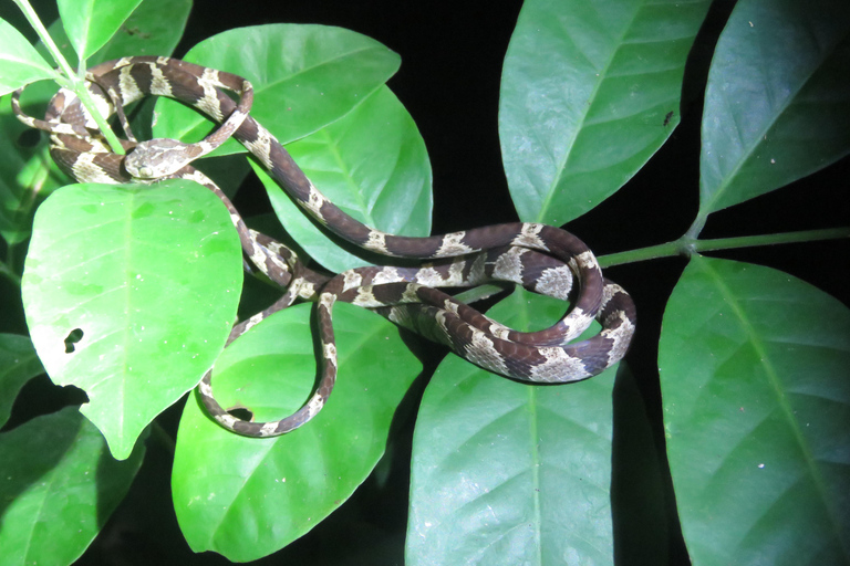 Puerto Maldonado: Tambopata Lago Sandoval 4-day expedition Puerto Maldonado: Tambopata Lago Sandoval 4-day expedition (best tour)