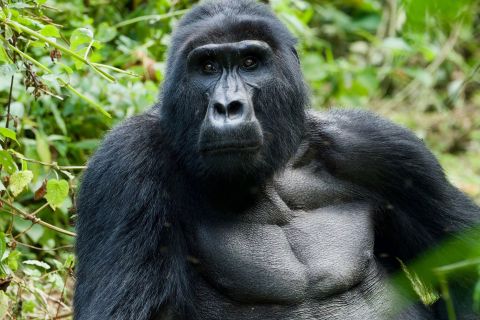 Uganda: 9-Day Luxury Gorilla Tour in Bwindi with Transfer