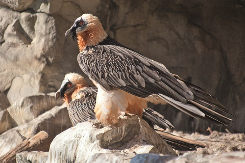 Innsbruck: Bilet łączony Alpenzoo i Top of Innsbruck