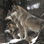 Innsbruck: Biglietto combinato Alpenzoo e Top of Innsbruck