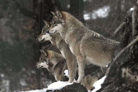 Innsbruck: Alpenzoo &amp; Top of Innsbruck Kombinationsbiljett