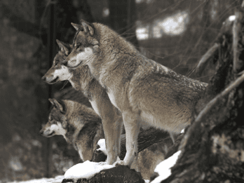 Innsbruck: Biglietto combinato Alpenzoo e Top of Innsbruck