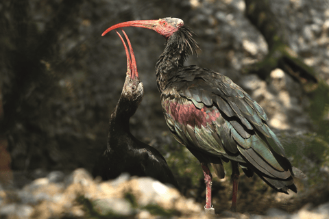 Innsbruck: Alpenzoo &amp; Top of Innsbruck Kombinationsbiljett