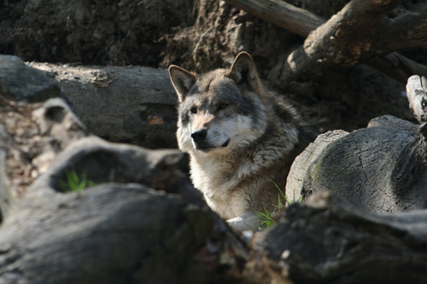 Innsbruck: Alpenzoo &amp; Top of Innsbruck Kombinationsbiljett