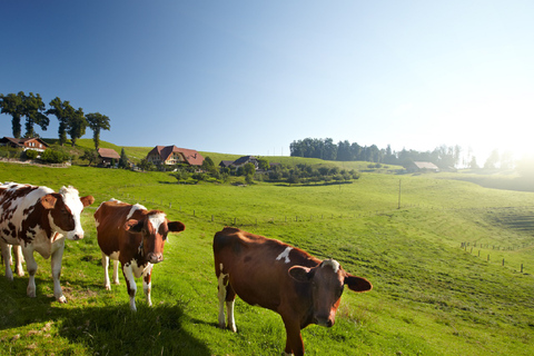 Van Zürich / Luzern: dagtrip naar de hoofdstad van Bern en het plattelandVan Luzern