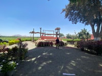 Dal tour ICA o Huacachina, Vine e Pisco Vineyards - Housity
