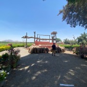 From Ica or Huacachina: Wine and Pisco Vineyards Tour