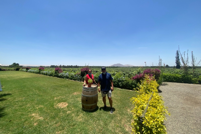 Desde Ica o Huacachina: tour por viñedos de vino y pisco