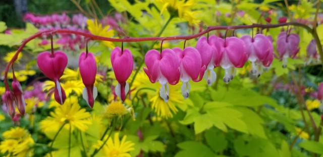 Visit Anchorage Botanical Garden Walking Tour in Anchorage