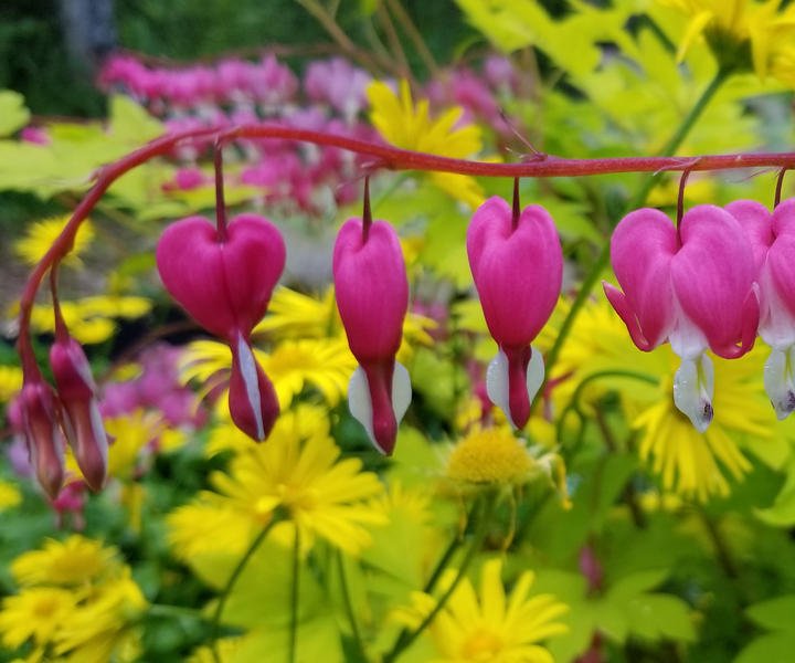 Anchorage: Botanical Garden Walking Tour