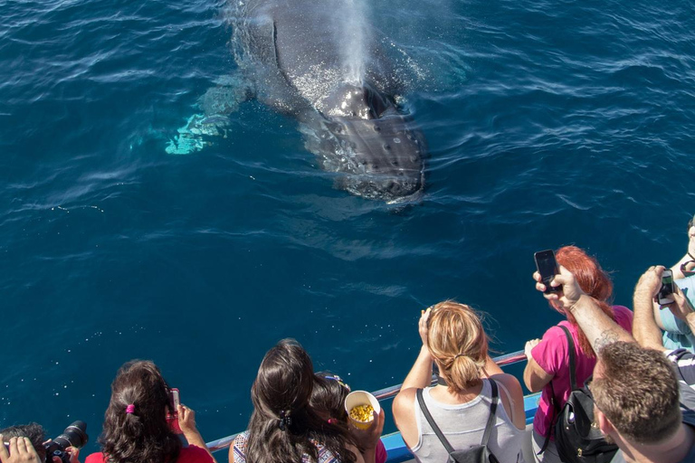 Newport Beach: luksusowy rejs katamaranem z obserwacją wielorybówNewport Beach: Luksusowy rejs katamaranem z obserwacją wielorybów