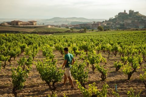 Desde San Sebastián: Excursión de un día a la región vinícola de La Rioja
