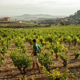 San Sebastián: La Rioja Day Tour