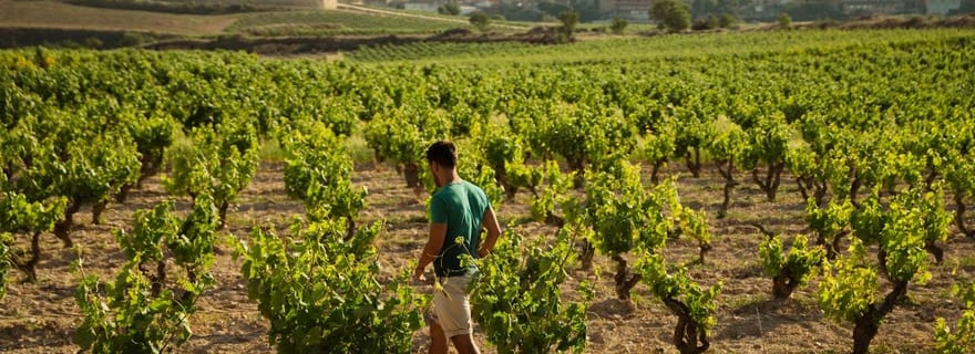 Au départ de Saint-Sébastien : Excursion d'une journée dans la région viticole de La Rioja