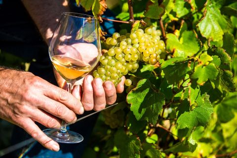 Nizza: tour dei villaggi della Provenza con degustazione di vini e prodotti