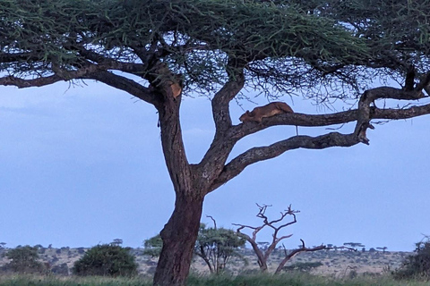 Arusha: safari di 4 giorni a Tarangire, Serengeti e Ngorongoro