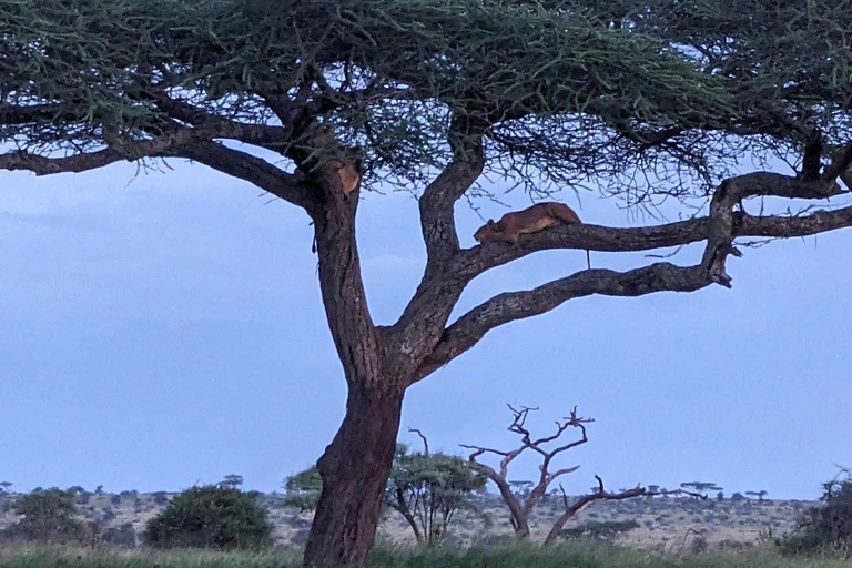 Arusha: safari di 4 giorni a Tarangire, Serengeti e Ngorongoro