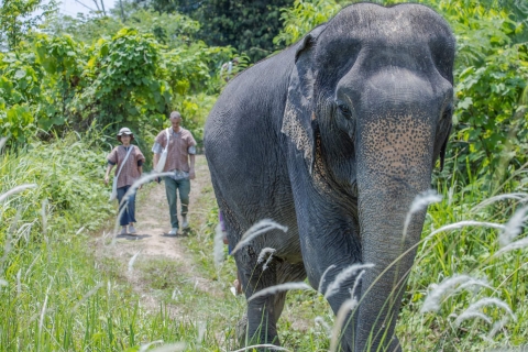 Phuket: visite en petit groupe du sanctuaire des éléphantsVisite avec transfert partagé