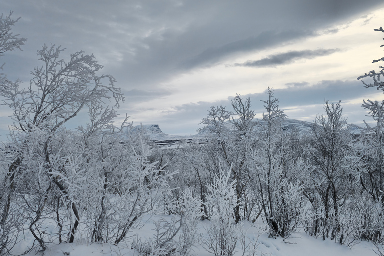 Arctic Morning - Snowshoe Experience (Private tour)