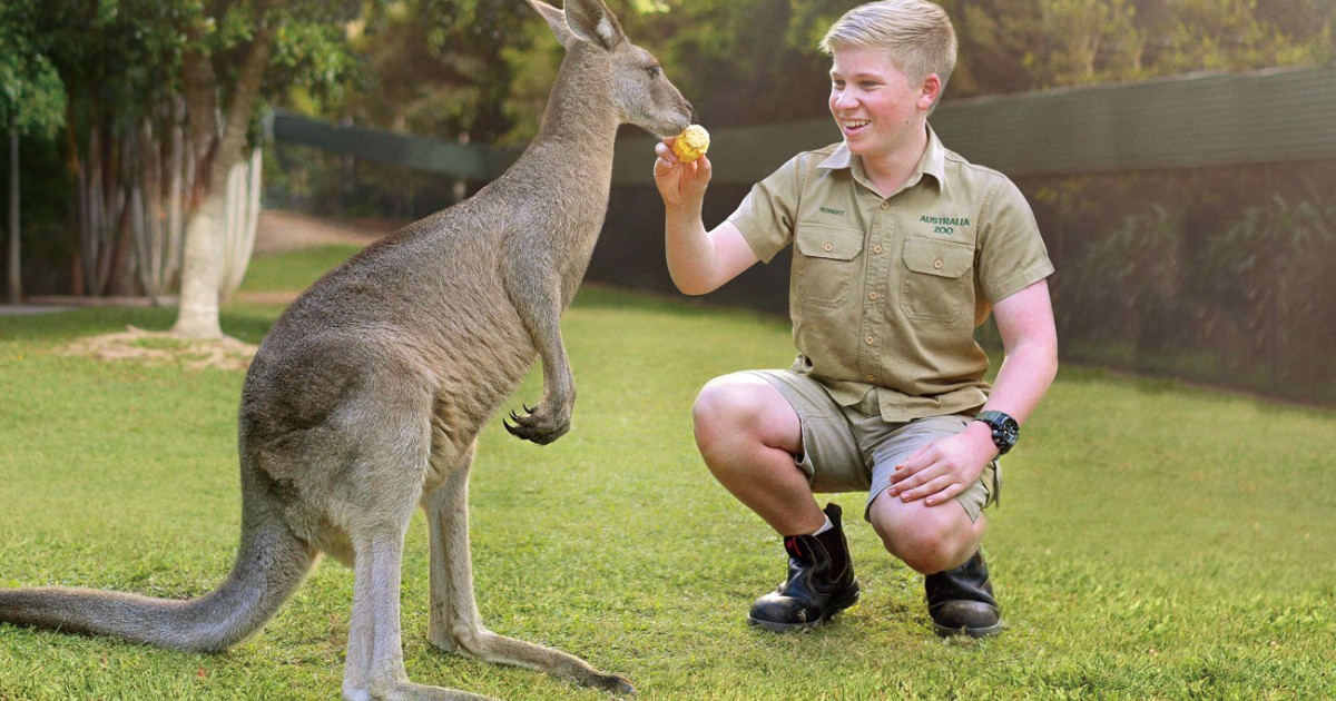 From Brisbane Australia Zoo Ticket and Roundtrip Transfer GetYourGuide