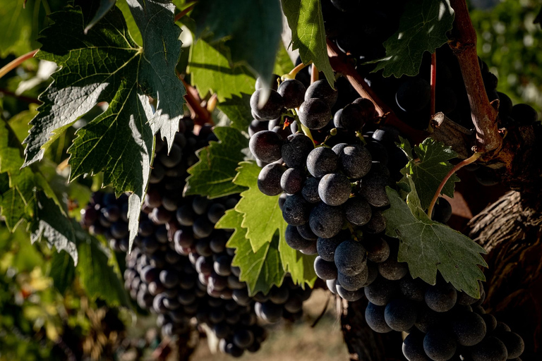 Vanuit Florence: Val D'Orcia-dagtour met wijnproeverij