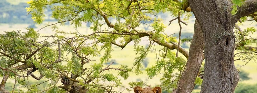 Safari de 5 jours en Ouganda