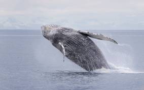 Juneau: Whale Watching and Wildlife Cruise with Local Guide