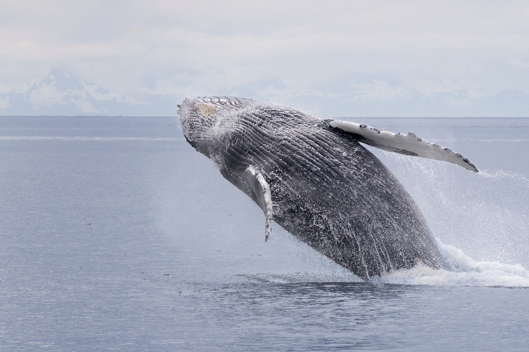 Juneau: Whale Watching and Wildlife Cruise with Local Guide