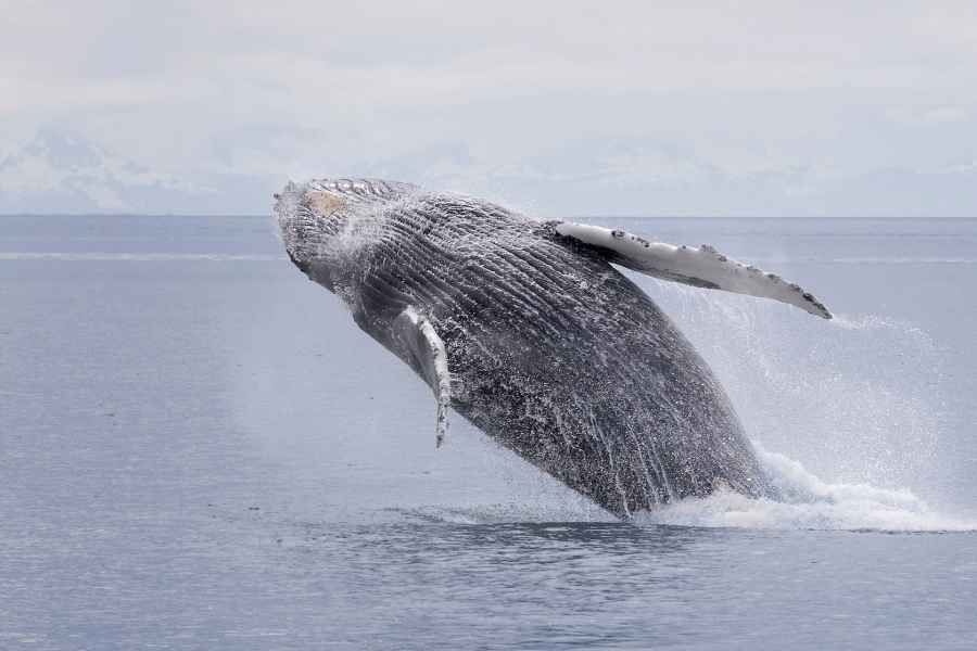 Juneau: Walbeobachtung und Wildlife-Kreuzfahrt mit lokalem Guide. Foto: GetYourGuide