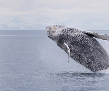Juneau: Whale Watching and Wildlife Cruise with Local Guide
