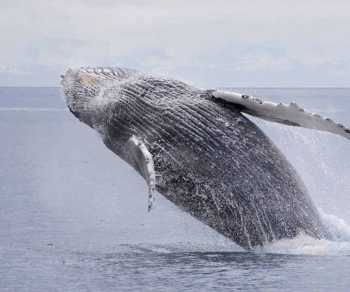 Juneau: Whale Watching and Wildlife Cruise with Local Guide
