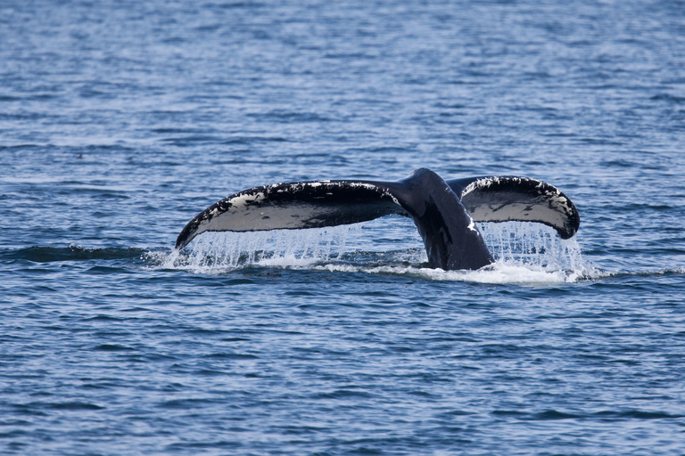 Juneau: Whale Watching and Wildlife Cruise with Local Guide
