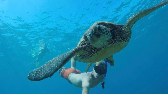 West Palm Beach: Beginner Snorkel Tour with Turtles &amp; Videos