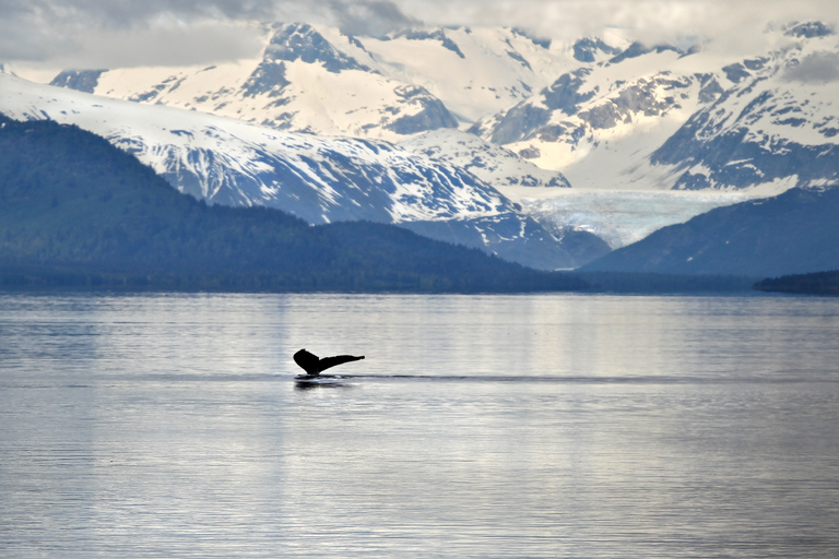 Juneau: Whale Watching and Wildlife Cruise with Local Guide