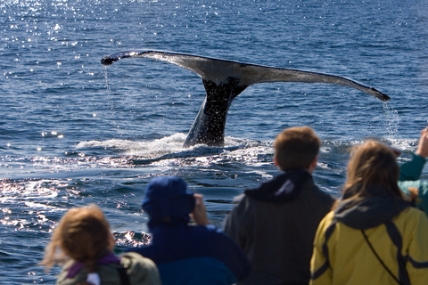 Juneau: Whale Watching and Wildlife Cruise with Local Guide
