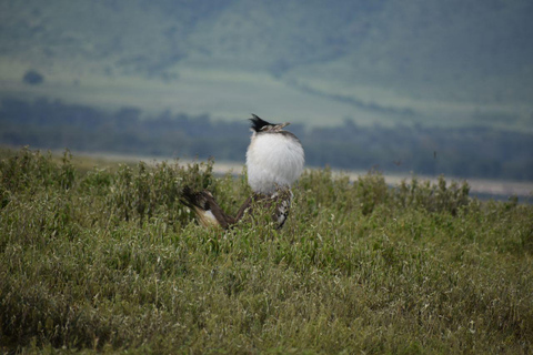 7 jours Confort Safari milieu de gamme 3 nuits Serengeti