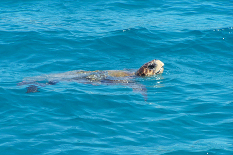 Zakynthos : Croisière guidée vers l&#039;île de la Tortue et les grottes de KeriZakynthos : Croisière guidée en bateau vers l&#039;île des tortues et les grottes de Keri