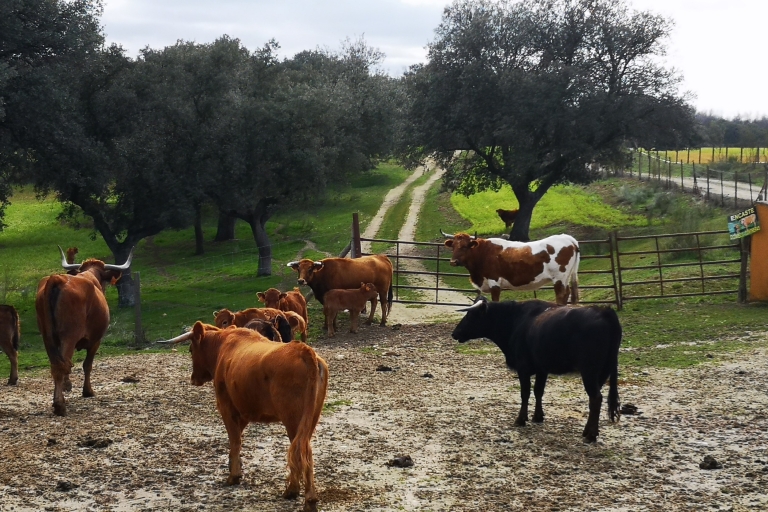 Madrid: visite d'une ferme d'élevage de taureaux d'une demi-journée