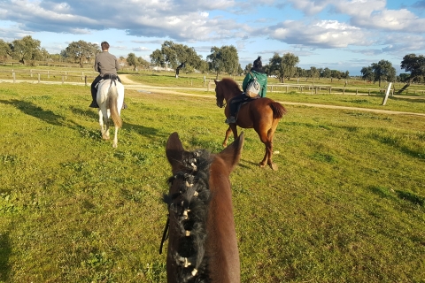 Desde Sevilla: 2 horas de experiencia a caballo en Aljarafe