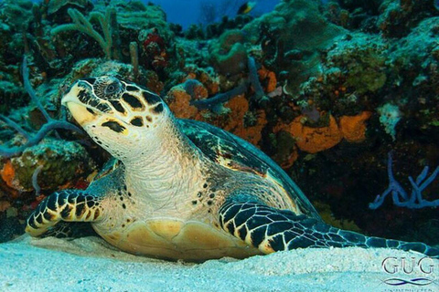 Zanzibar: Mnemba Dolphin, Jozani Forest & Turtle Sanctuary Private Tour without Hotel transfer