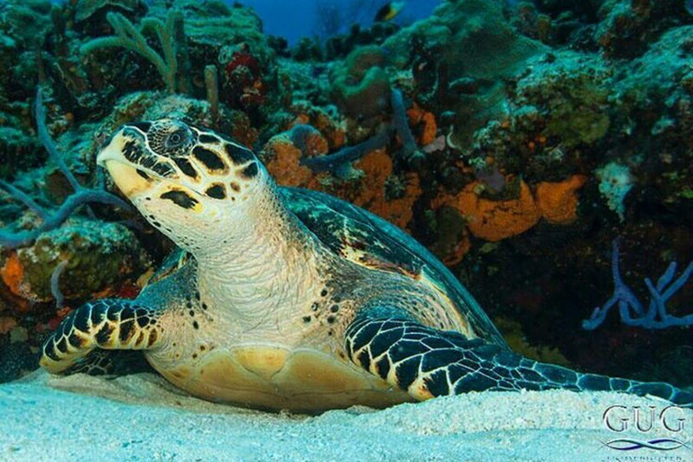 Zanzibar: Mnemba Dolphin, Jozani Forest & Turtle Sanctuary Private Tour without Hotel transfer