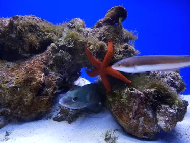 Santa Maria al Bagno: Aquarium von Salento Ticket und Tour