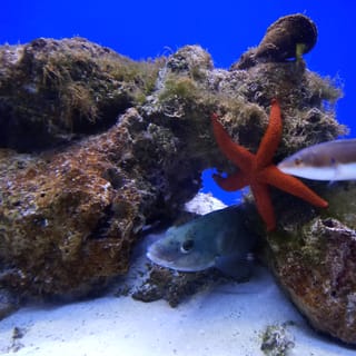 Santa Maria al Bagno: Aquarium of Salento Ticket and Tour